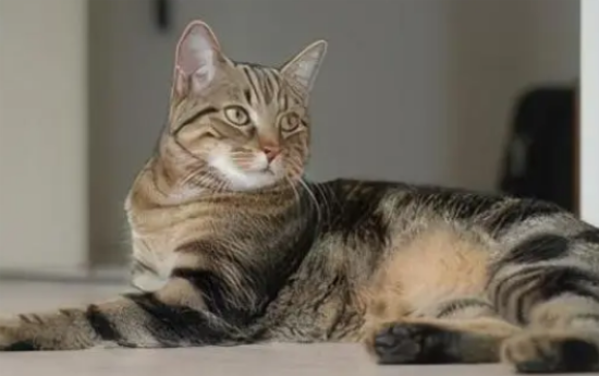 猫最长寿命能活多少年