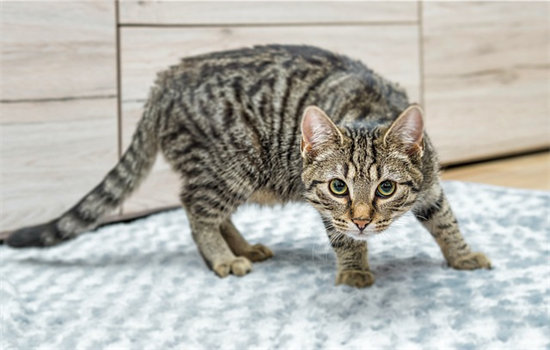 猫有什么特点与本领