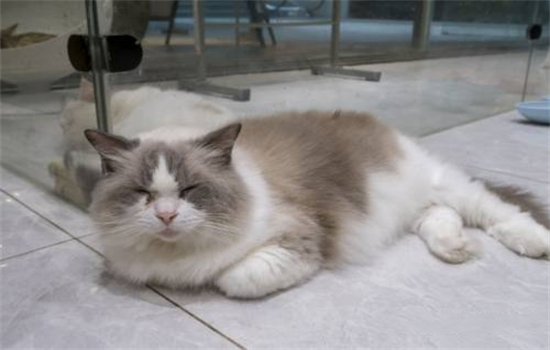 猫有几根手指