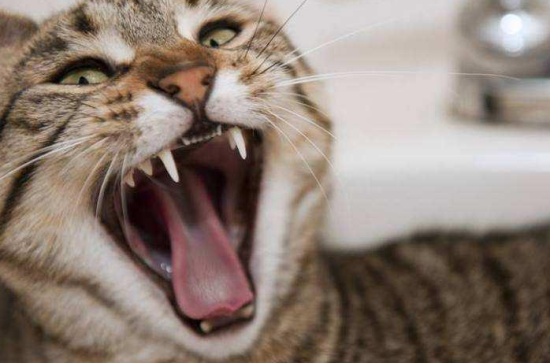 猫有没有狂犬病