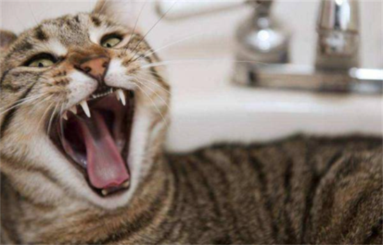 猫有狂犬病有什么表现