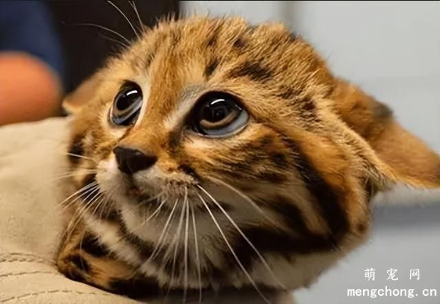猫有耳螨怎么办