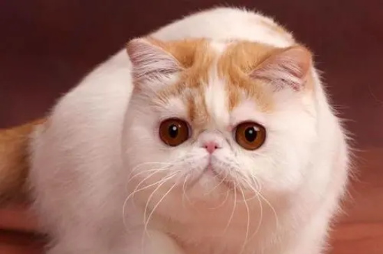 猫有腹水就是传腹吗?