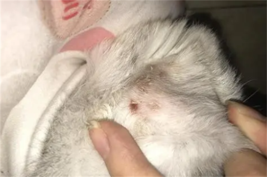 猫有螨虫怎么办