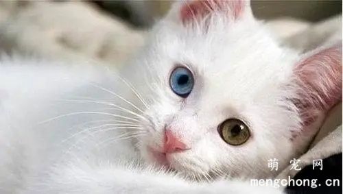 猫条一天吃多少合适？