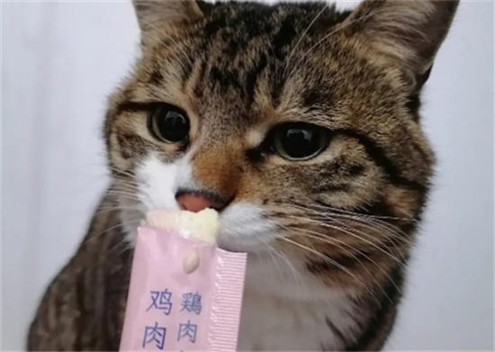 猫条几个月的猫可以吃