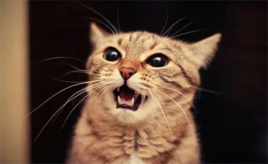 猫正常体温范围是多少