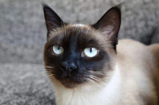 猫正常呼吸和腹式呼吸区别