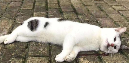 猫死前会向主人道别吗