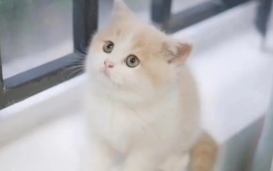 猫死后身体柔软是不是没死？
