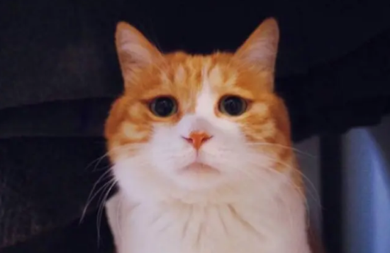 猫毛囊炎用什么药