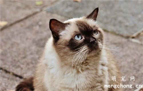 猫毛打结梳不开怎么办
