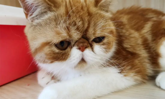 猫毛过敏怎么办？