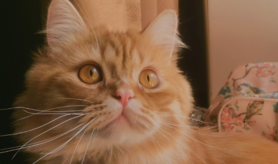 猫没打疫苗可以洗澡吗