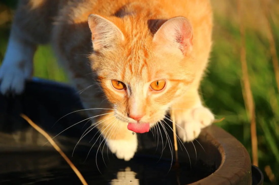 猫泛白细胞减少症的诊断方法