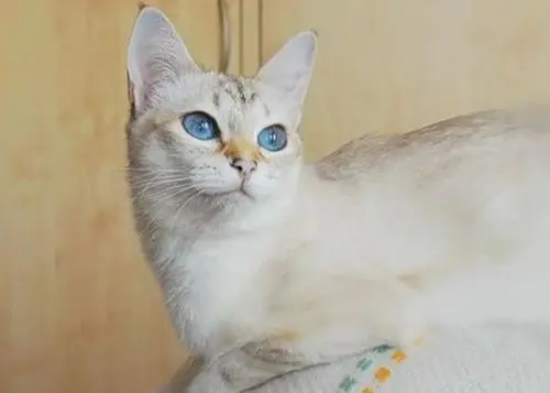猫泪痕怎么去除