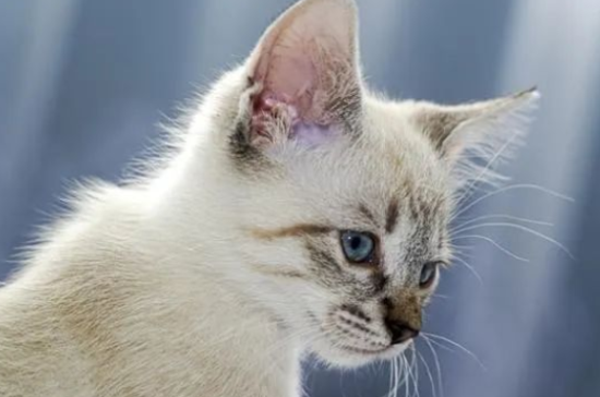 猫泪痕是什么原因造成的?深入探索原因与解决方案