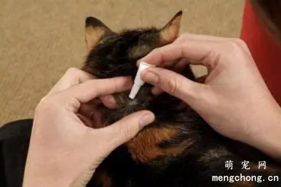 猫洗完澡多久可以做体外驱虫？