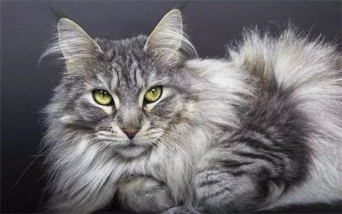 猫流眼泪怎么办 猫流眼泪是因为什么原因