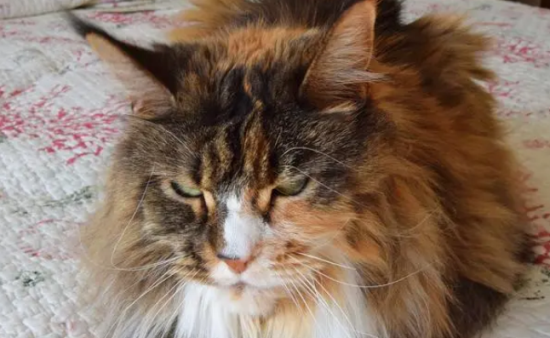 猫炸毛了代表什么