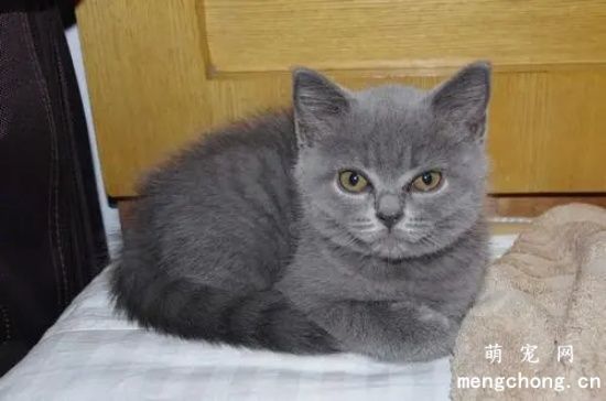 猫热的一向吐舌头怎么办