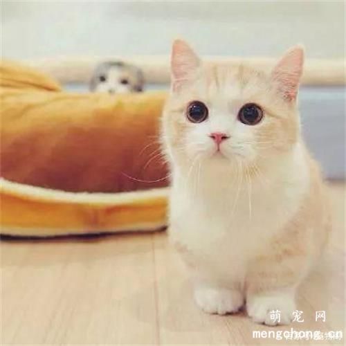 猫爪子缝里的毛要剪掉吗