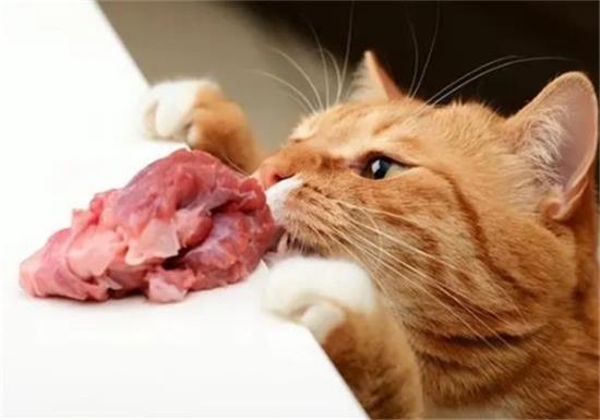 猫爱吃的东西是什么