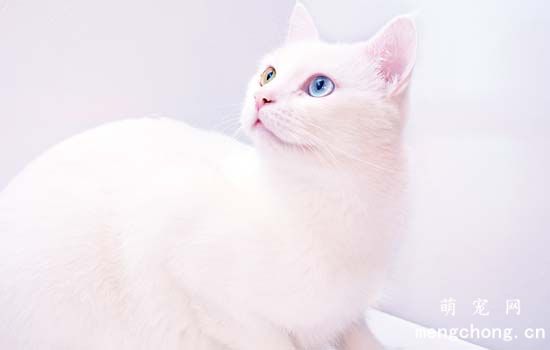 猫爱吃鱼吗 鱼腥味会吸引猫咪
