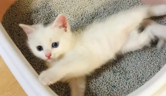 猫爱在卫生间里叫怎么办