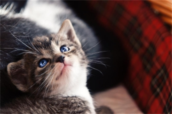 猫爱干净吗