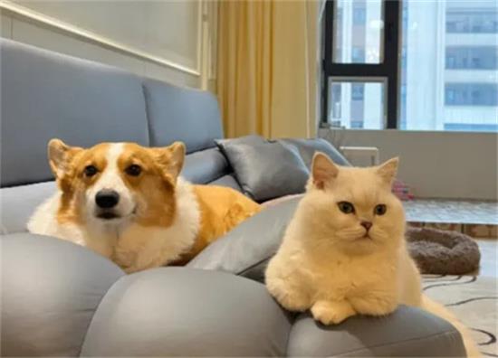 猫狗双全，真那么美好吗？宠物间的矛盾很多人不知