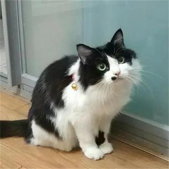 猫猝死的原因有哪些 这些致命因素要提防