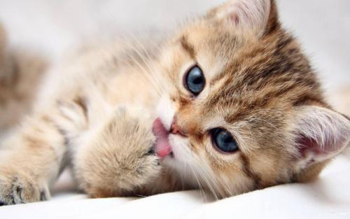猫猫一只眼有眼线另一只没有是什么原因?