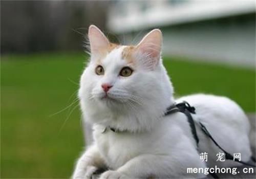猫猫为什么一直咕咕咕不停