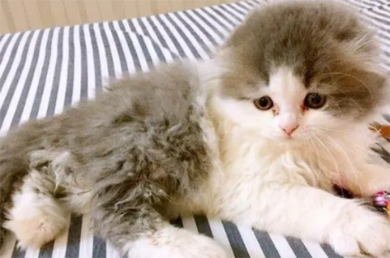 猫猫为什么爱干净？