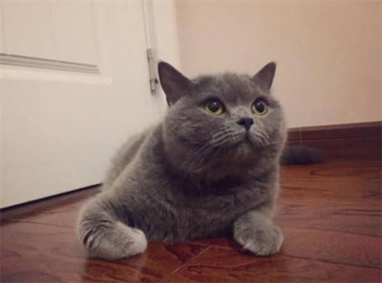 猫猫呼吸急促怎么处理
