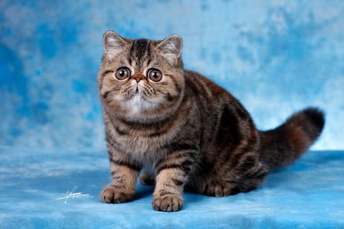猫猫多大去打疫苗？