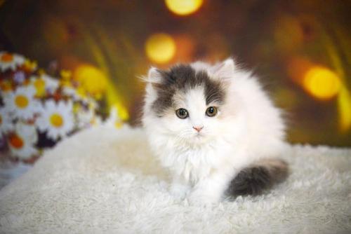 猫猫打完疫苗总是睡觉怎么回事
