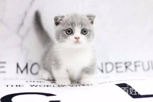 猫猫的寿命一般是多久?