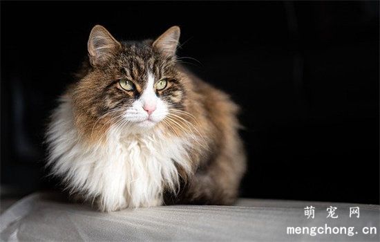猫猫肛门上有屎怎么办