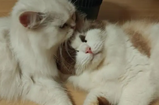 猫猫能吃橙子吗