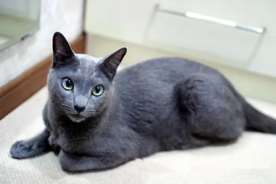 猫球虫病的症状与治疗
