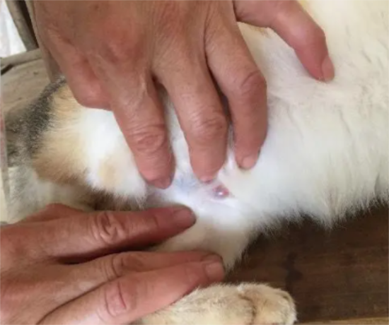 猫生产后肚子一侧有硬块