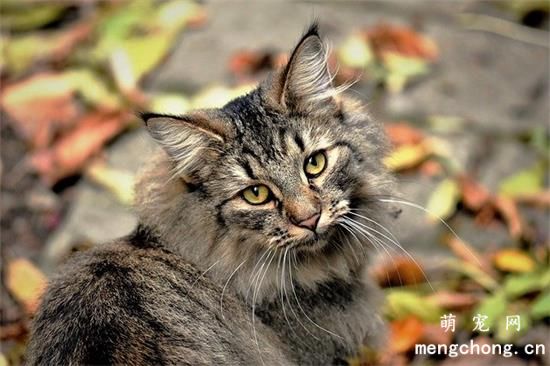 猫生完孩子多久可以洗澡?