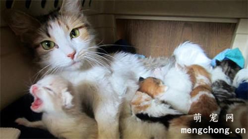 猫生小猫地方太脏可以挪窝吗