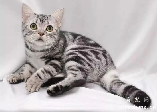 猫生小猫有几个胎盘 母猫为什么会吃掉胎盘？