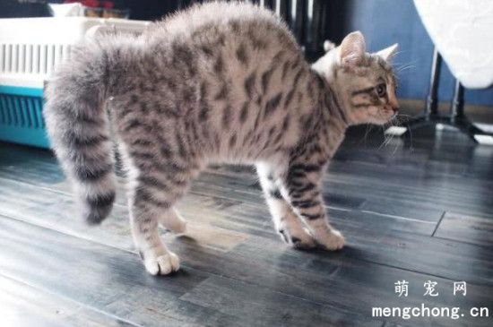 猫生气的时候会有什么表现