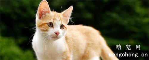 猫生跳蚤怎么办？