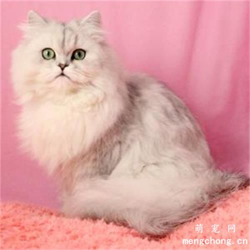 猫用开塞露会上瘾吗？