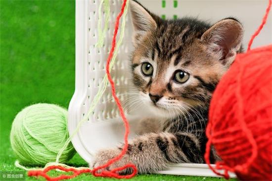 猫用驱虫药的七大注意事项
